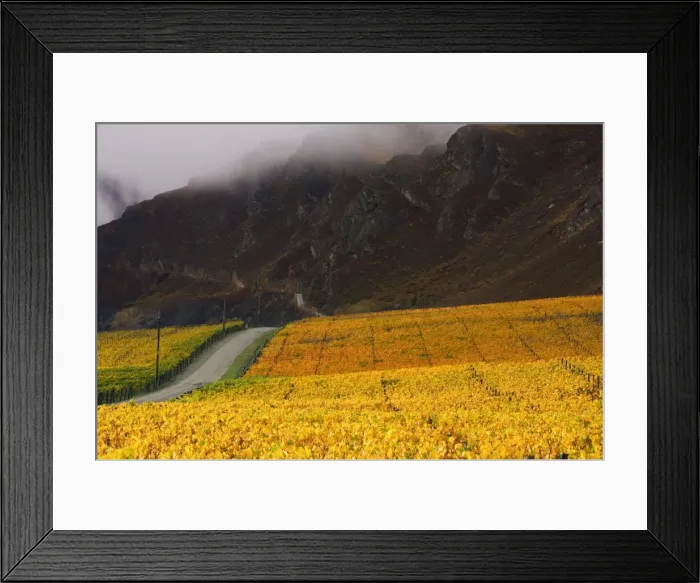 Framed Print : Vineyards, Queenstown Framed Print : Vineyards, Queenstown