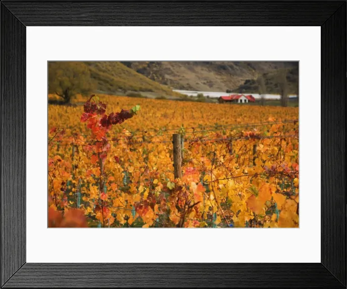 Framed Print : Vineyard, Queenstown Framed Print : Vineyard, Queenstown