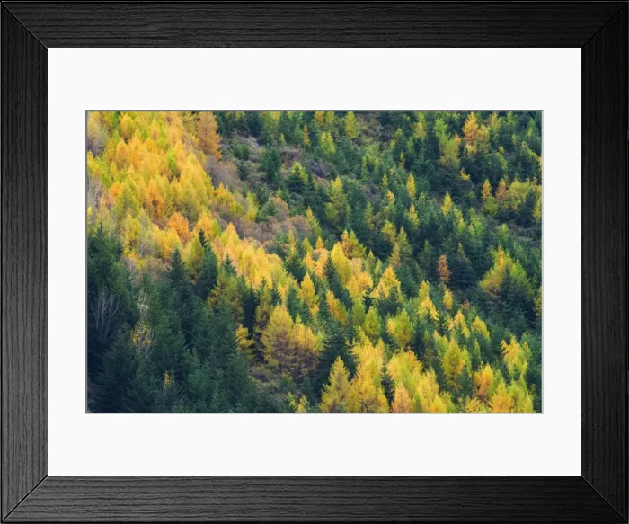 Framed Print : Larches, Waitiri Framed Print : Larches, Waitiri