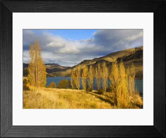 Framed Print : Poplar trees and Lake Dunstan Framed Print : Poplar trees and Lake Dunstan