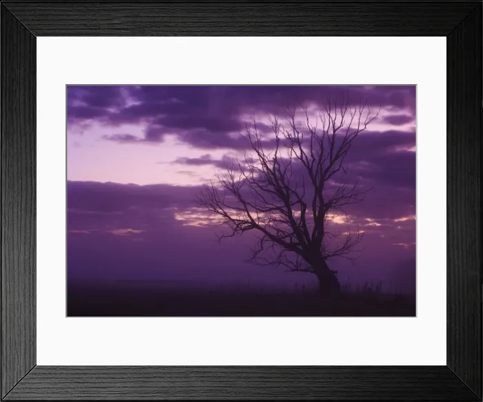 Framed Print : Tree, Alexandra Framed Print : Tree, Alexandra