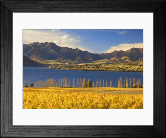 Framed Print : Vineyard and Lake Wanaka Framed Print : Vineyard and Lake Wanaka