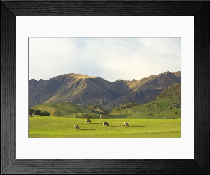 Framed Print : Sheep, Wanaka Framed Print : Sheep, Wanaka