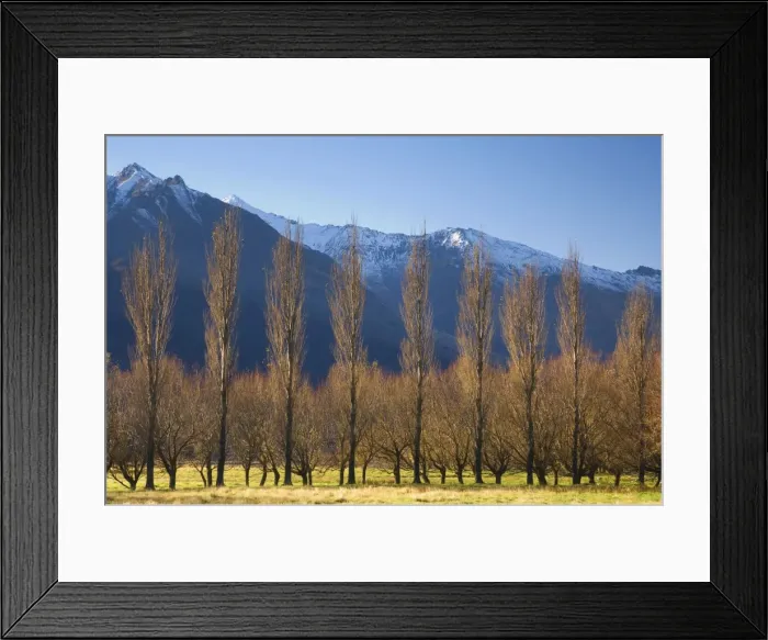 Framed Print : Poplar trees Framed Print : Poplar trees