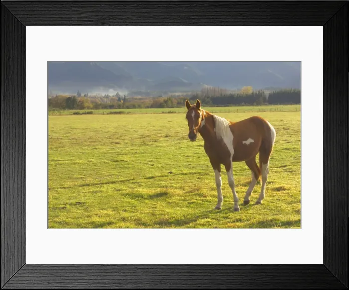 Framed Print : Horse on pasture Framed Print : Horse on pasture