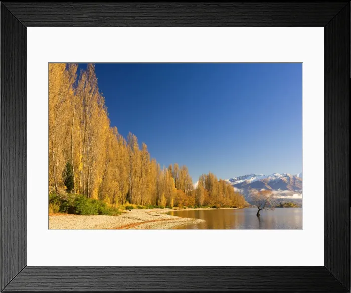 Framed Print : Poplar trees at Lake Wanaka Framed Print : Poplar trees at Lake Wanaka