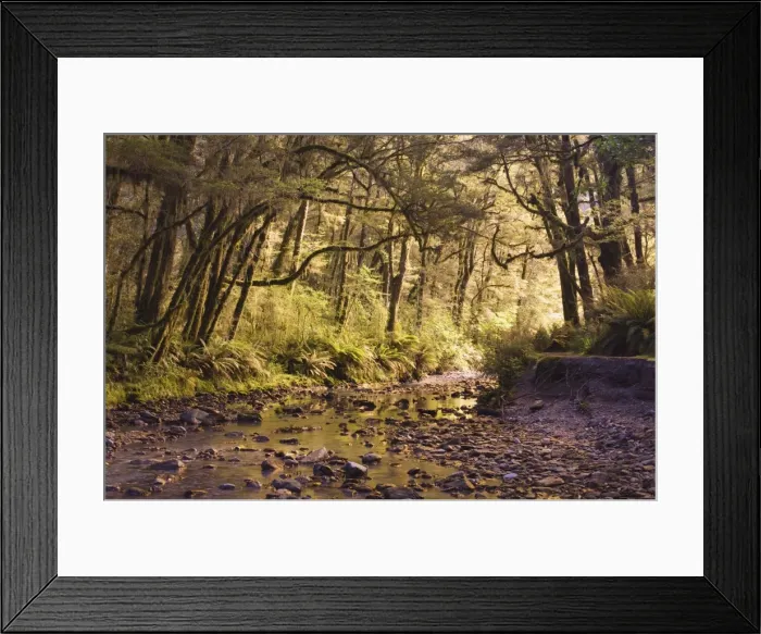 Framed Print : Creek through rainforest Framed Print : Creek through rainforest