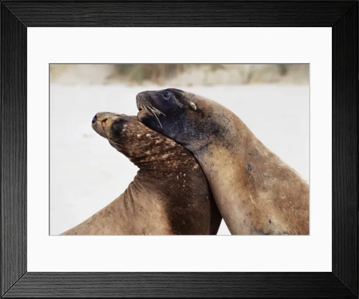 Framed Print : Hookers sea lions (Neophoca hooker) Framed Print : Hookers sea lions (Neophoca hooker)