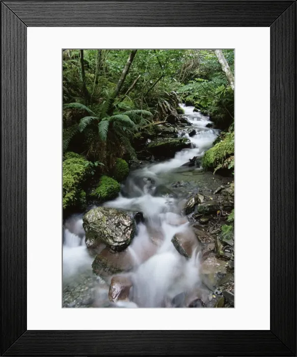 Framed Print : Stream through rainforest Framed Print : Stream through rainforest