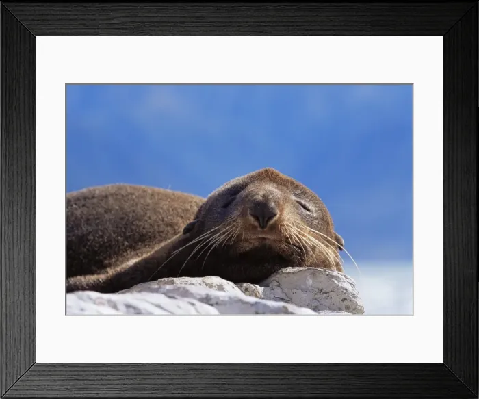 Framed Print : New Zealand fur seal (Arctocephalus fosteri) Framed Print : New Zealand fur seal (Arctocephalus fosteri)