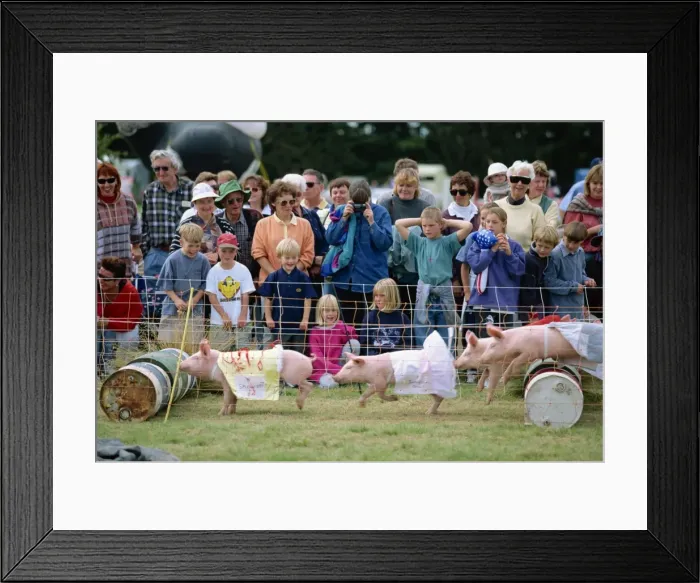 Framed Print : Crowds watching pigs racing at the Mayfield county Framed Print : Crowds watching pigs racing at the Mayfield county