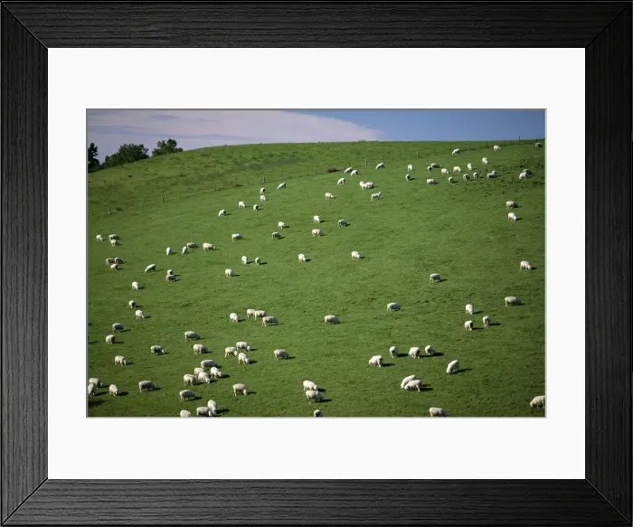 Framed Print : Sheep grazing on downs near Geraldine at the south Framed Print : Sheep grazing on downs near Geraldine at the south
