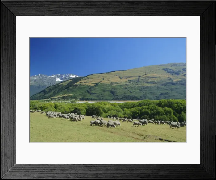 Framed Print : Sheep grazing in the Rees River valley near Glenochry Framed Print : Sheep grazing in the Rees River valley near Glenochry