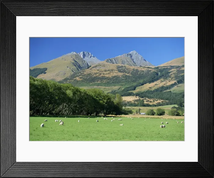 Framed Print : Sheep grazing in the Rees River valley near Glenorchy Framed Print : Sheep grazing in the Rees River valley near Glenorchy