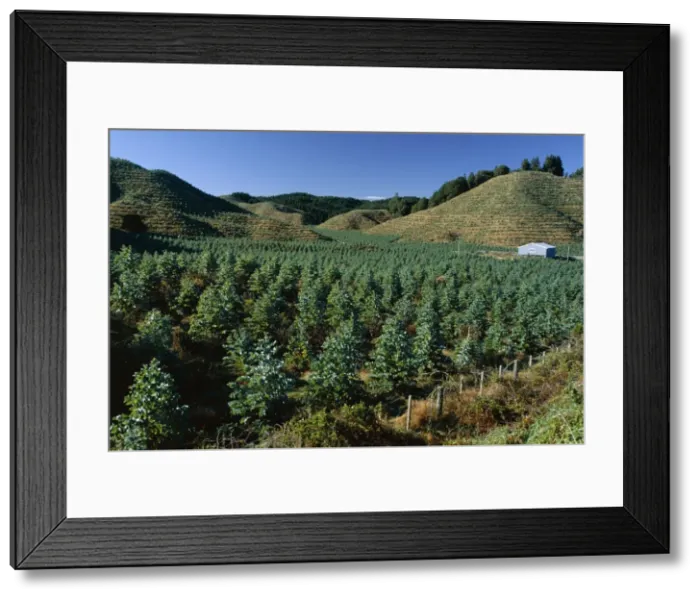 Framed Print : Tree plantation north of Rotorua in the Bay of Plenty region Framed Print : Tree plantation north of Rotorua in the Bay of Plenty region