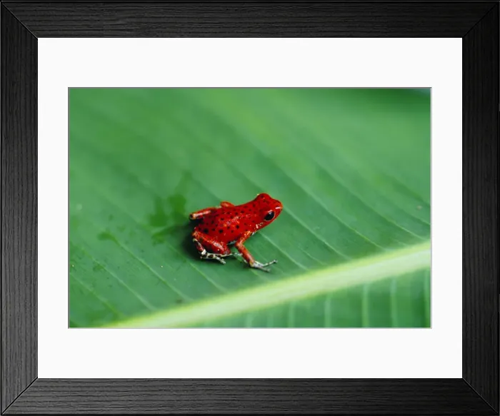 Framed Print : Close-up of a red frog Framed Print : Close-up of a red frog