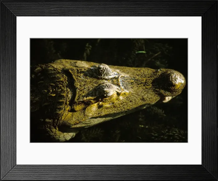 Framed Print : Close-up of the head of a common caiman (Caiman crocodilus) Framed Print : Close-up of the head of a common caiman (Caiman crocodilus)