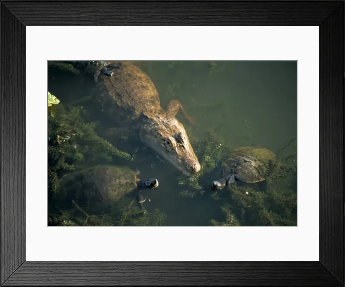 Framed Print : Common caiman (Caiman crocodilus) with Mesoamerican Slider Turtle Framed Print : Common caiman (Caiman crocodilus) with Mesoamerican Slider Turtle