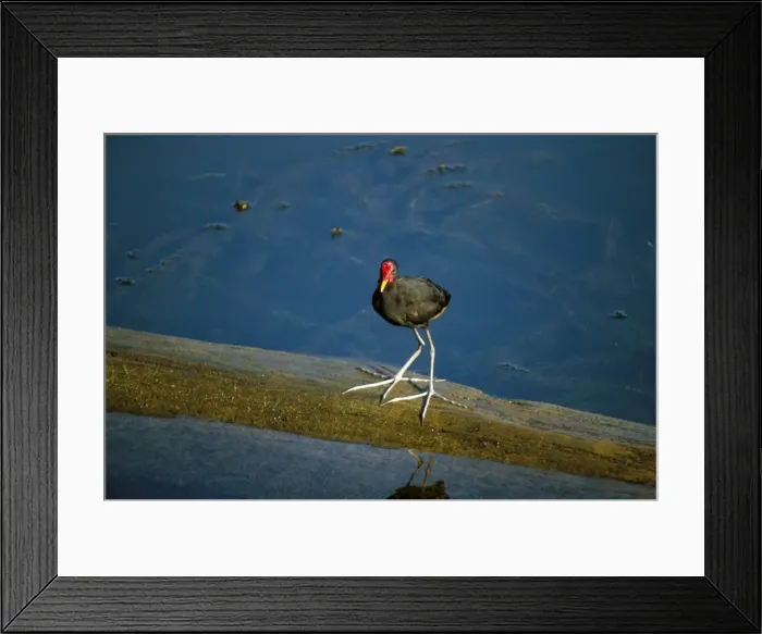 Framed Print : Wattled jacana (Jacana jacana) Framed Print : Wattled jacana (Jacana jacana)