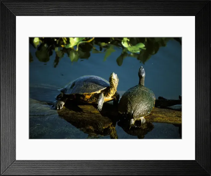 Framed Print : Mesoamerican slider turtles (Trachemys scripta ornata) Framed Print : Mesoamerican slider turtles (Trachemys scripta ornata)