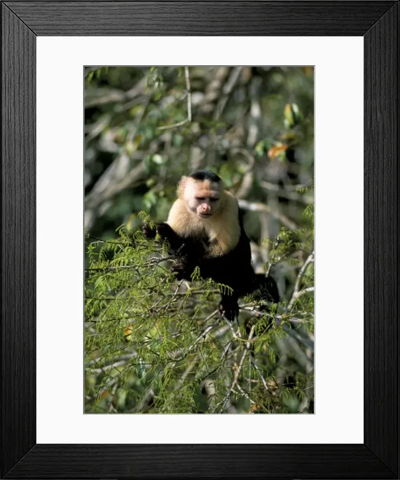Framed Print : White faced capuchine monkey (Cebus capucinus) Framed Print : White faced capuchine monkey (Cebus capucinus)