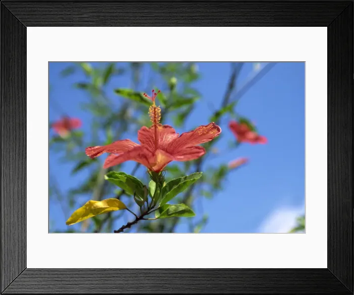 Framed Print : Close-up of red hibiscus flower at Churuquite Grande Framed Print : Close-up of red hibiscus flower at Churuquite Grande