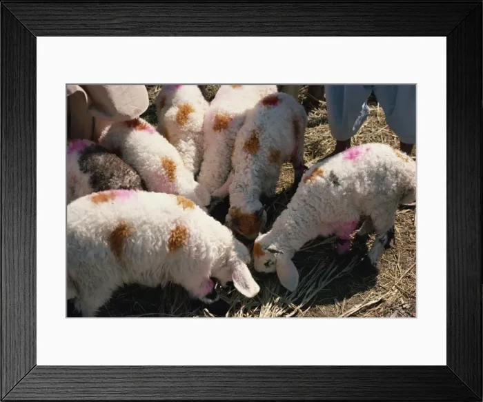 Framed Print : Sheep at Karachi market Framed Print : Sheep at Karachi market