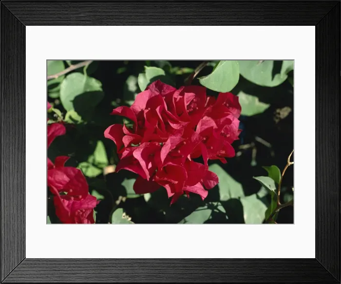 Framed Print : Close-up of pink bougainvillea Framed Print : Close-up of pink bougainvillea