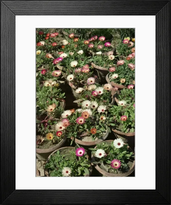Framed Print : Mesembryanthemums in pots Framed Print : Mesembryanthemums in pots