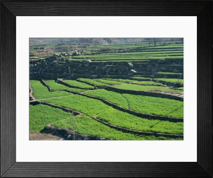 Framed Print : Terraced fields Framed Print : Terraced fields