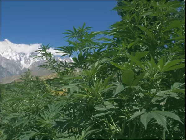 Marijuana bushes
