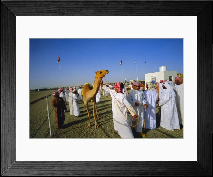 Framed Print : Camel race course Framed Print : Camel race course