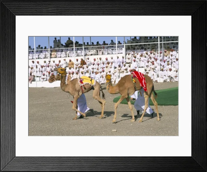 Framed Print : Camel racing Framed Print : Camel racing