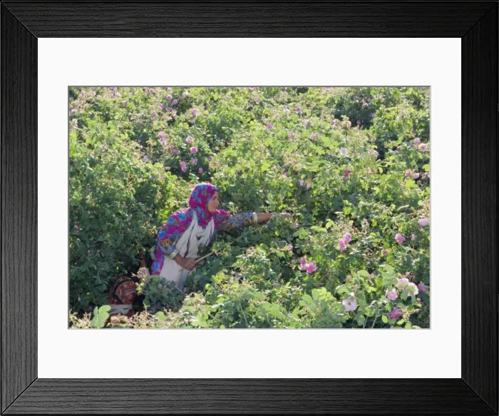 Framed Print : Woman picking cultivated roses Framed Print : Woman picking cultivated roses