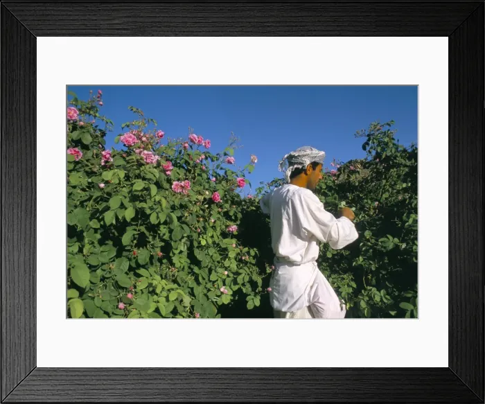Framed Print : Cutting roses Framed Print : Cutting roses