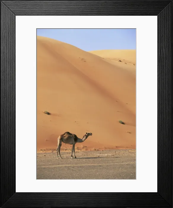 Framed Print : Camel in the desert Framed Print : Camel in the desert