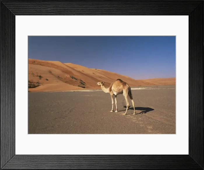 Framed Print : Camel in the desert Framed Print : Camel in the desert