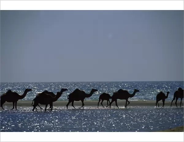 Camels crossing coastal lagoon and Arabian Sea