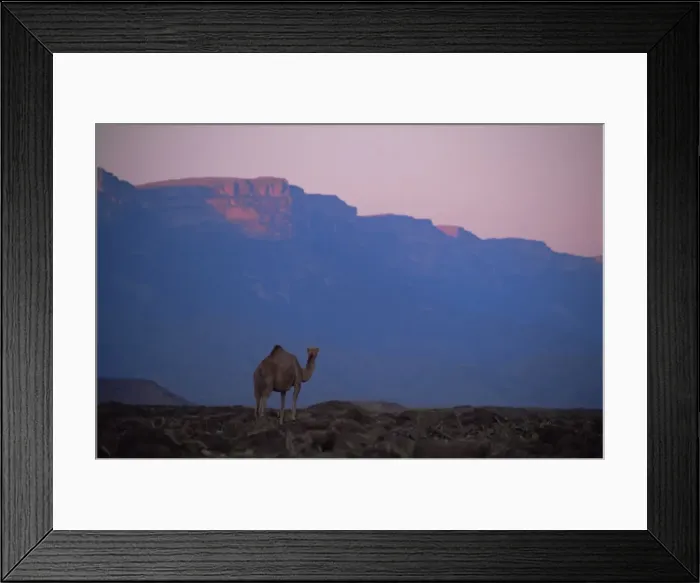 Framed Print : Camel and Dhofar escarpment at sunset Framed Print : Camel and Dhofar escarpment at sunset