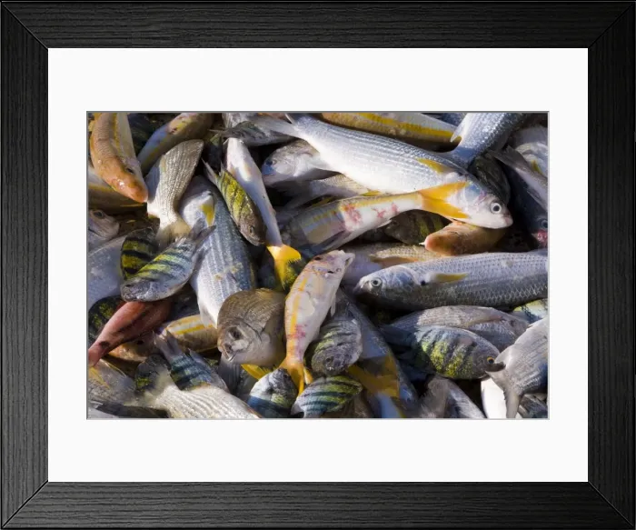 Framed Print : Mutrah fish market Framed Print : Mutrah fish market
