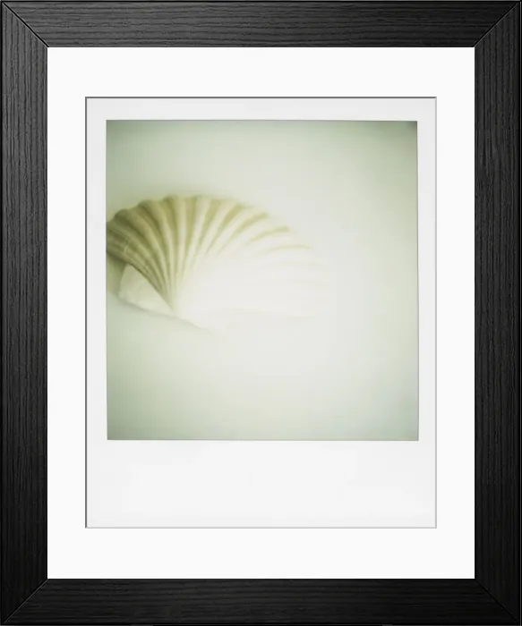 Framed Print : Polaroid of a single seashell Framed Print : Polaroid of a single seashell