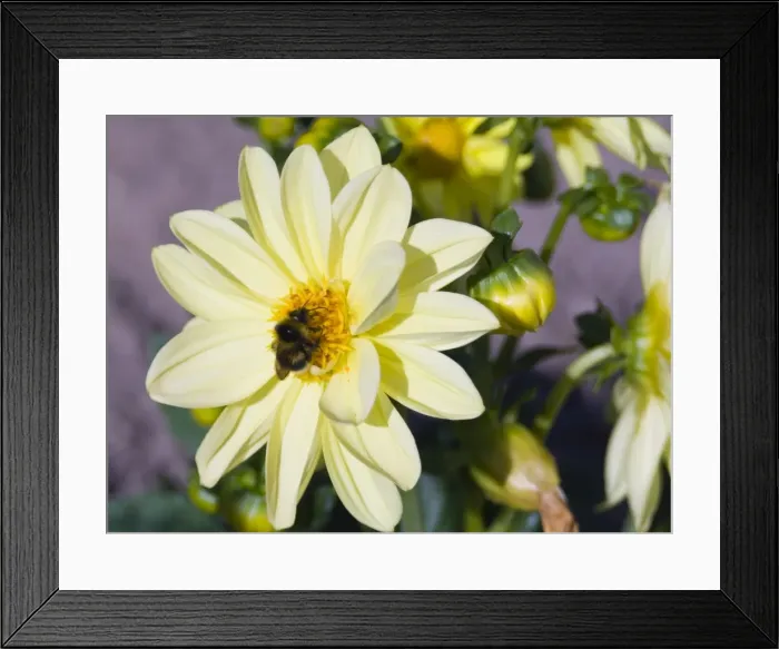 Framed Print : Bee feeding on yellow flower Framed Print : Bee feeding on yellow flower