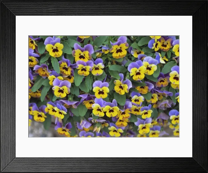 Framed Print : Viola flowers Framed Print : Viola flowers