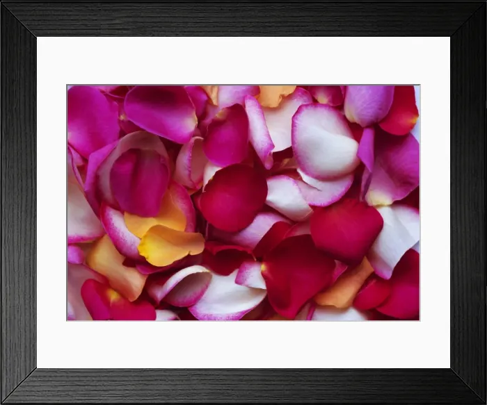 Framed Print : Rose petals Framed Print : Rose petals