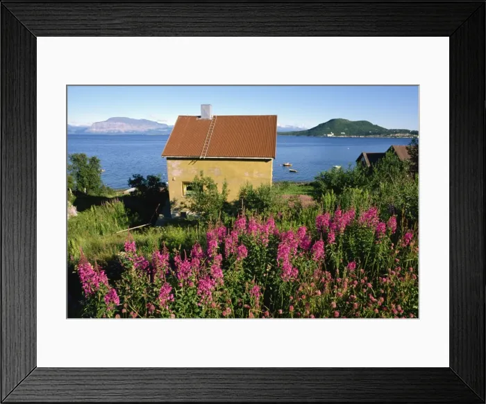 Framed Print : Willowherb and a small house overlooking Harstad Bay Framed Print : Willowherb and a small house overlooking Harstad Bay