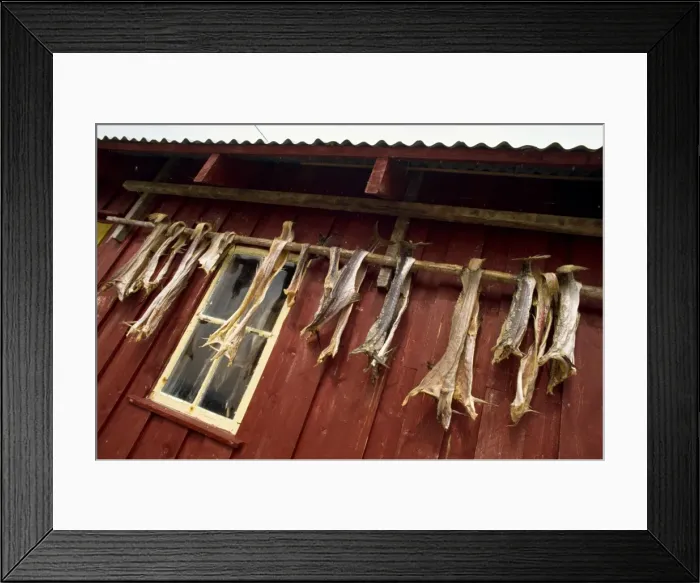 Framed Print : Died cod hanging outside house Framed Print : Died cod hanging outside house