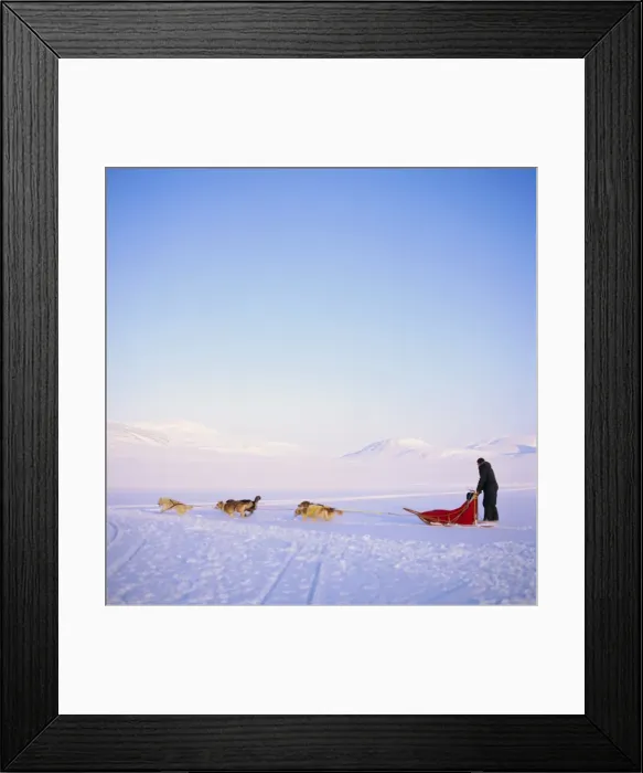 Framed Print : Husky dog sled team Framed Print : Husky dog sled team