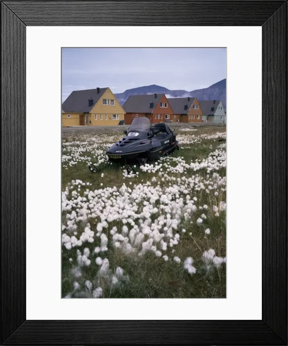 Framed Print : Arctic cotton grass and snowmobile Framed Print : Arctic cotton grass and snowmobile