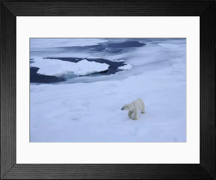 Framed Print : Polar bear on pack ice north of Spitsbergen Framed Print : Polar bear on pack ice north of Spitsbergen