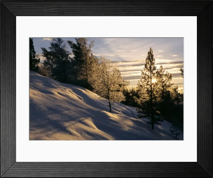 Framed Print : Sun through trees Framed Print : Sun through trees